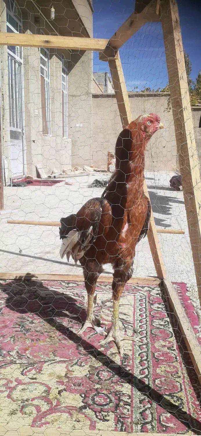 خروس لاری|حیوانات مزرعه|مهریز, |دیوار