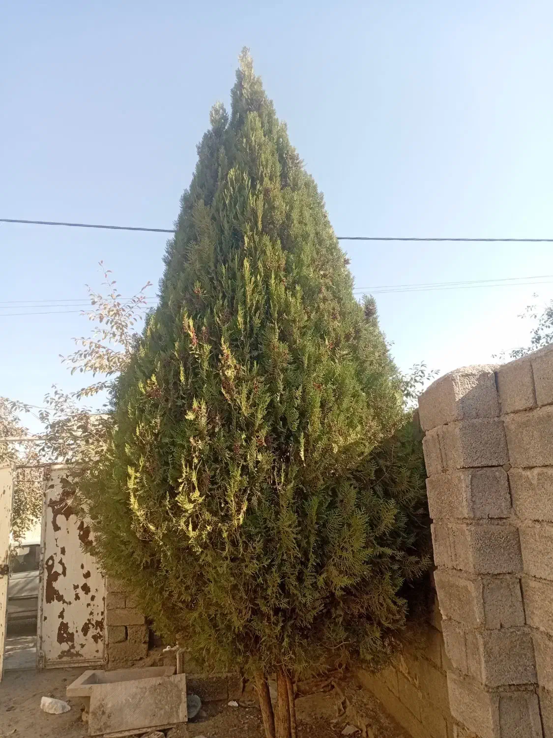 درخت کاج|گل و گیاه طبیعی|فیرورق, |دیوار