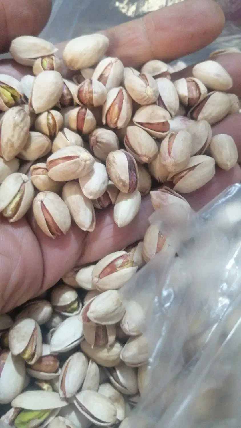 انواع مغزگلدارومغزکارگاهی|خوردنی و آشامیدنی|اسلامشهر, مظفریه|دیوار