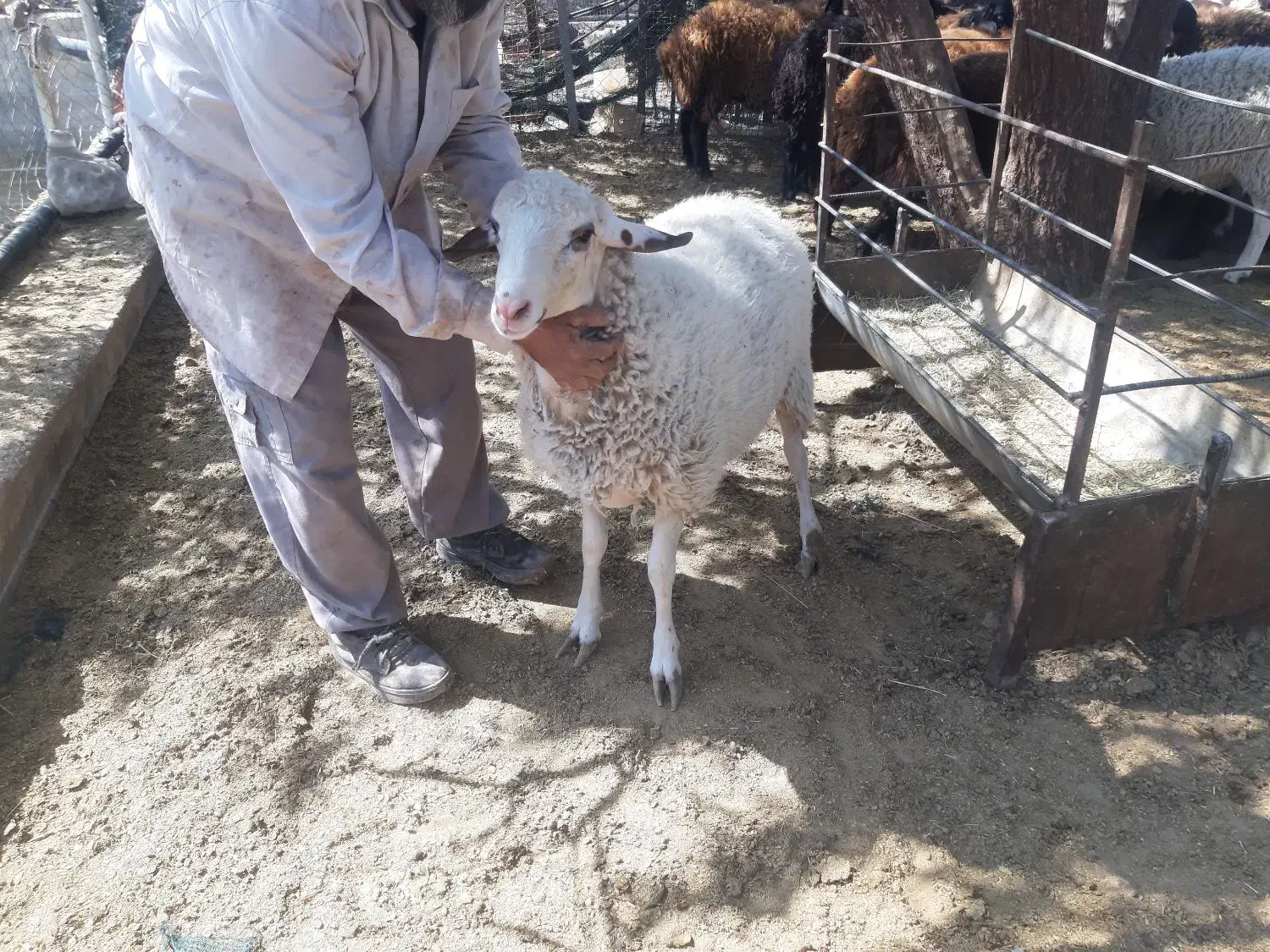 فروش ویژه بره قوچ لاکن|حیوانات مزرعه|نیریز, |دیوار