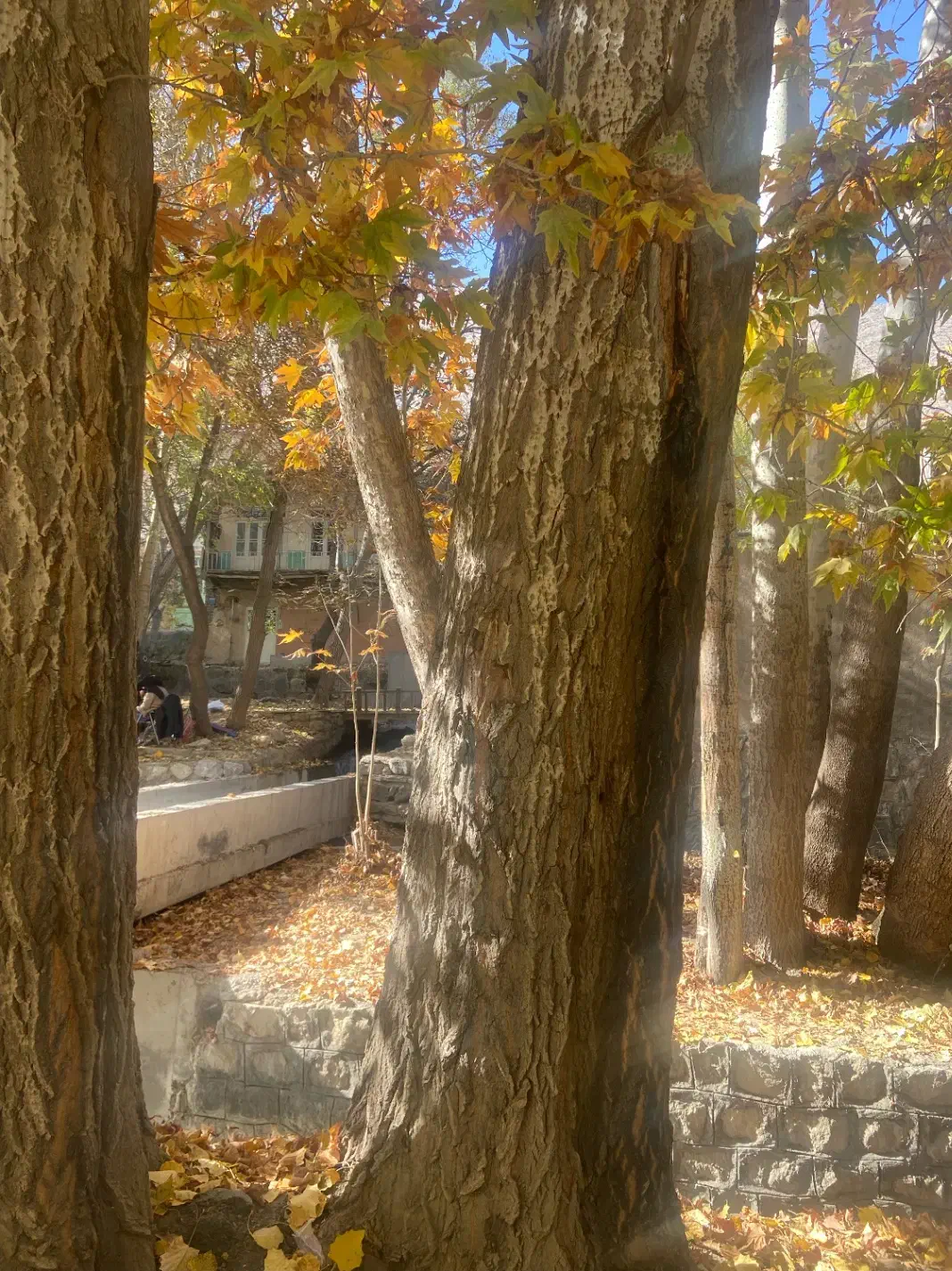 فروش درخت چوب کبوده|گل و گیاه طبیعی|خوانسار, |دیوار