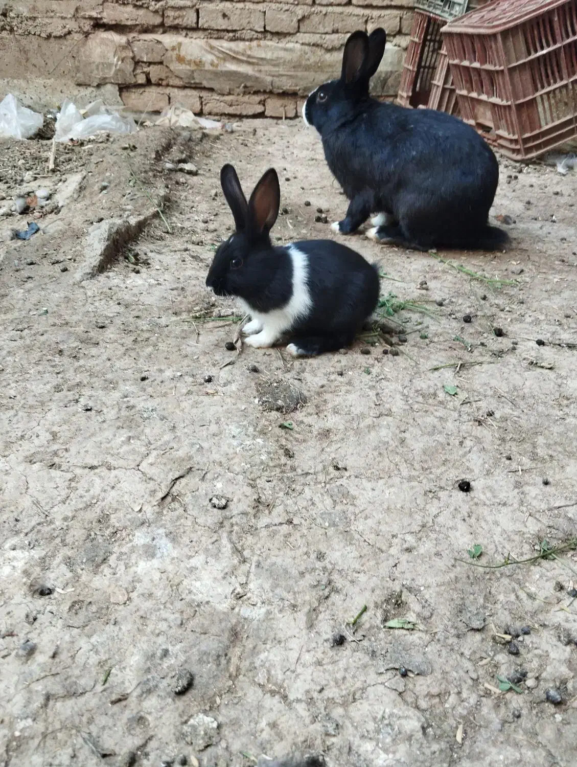 خرگوش|موش و خرگوش|پارسآباد, |دیوار