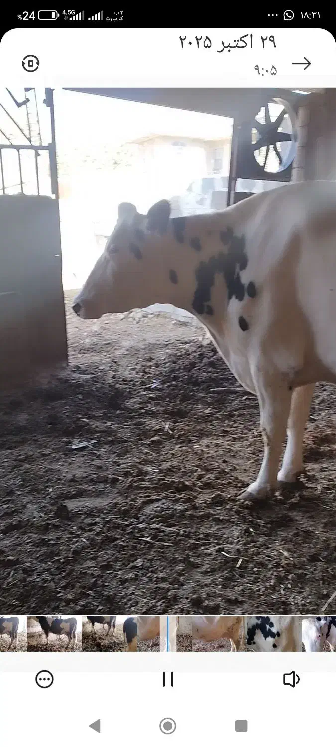 فروش دوراس گاو شیری یک راس گوساله|حیوانات مزرعه|رستم, |دیوار