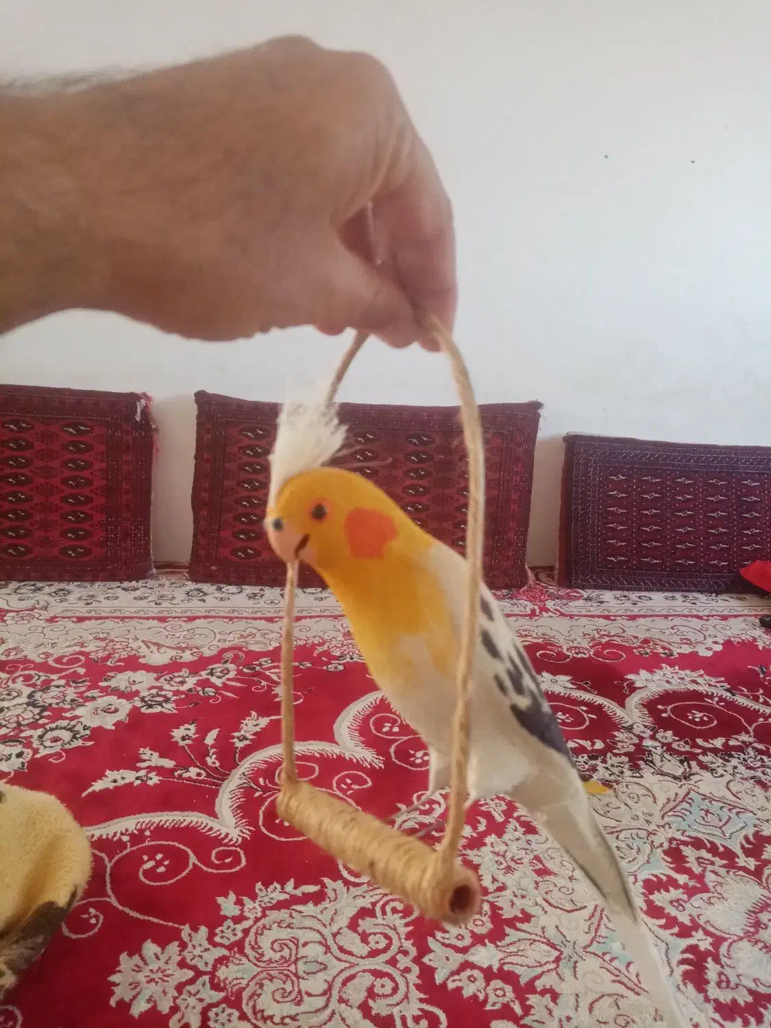 مجسمه عروس هلندی|مجسمه، تندیس، ماکت|سبزوار, زینبیه|دیوار