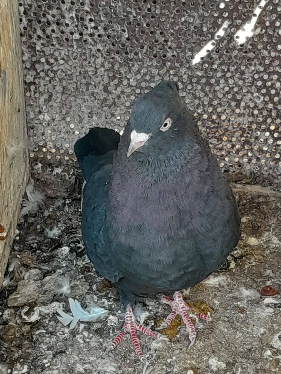 کفتر|پرنده|شیراز, دلجو|دیوار