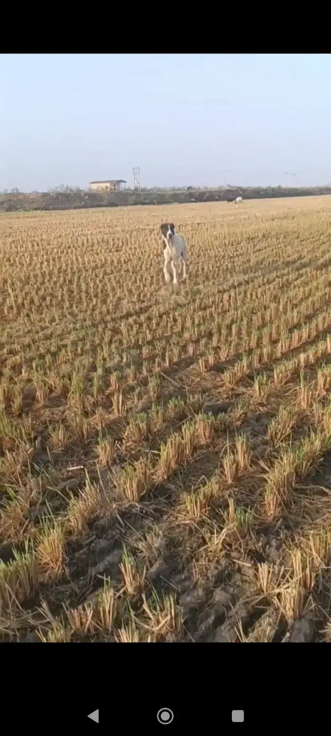 سگ آلابای|سگ|بندر ترکمن, |دیوار