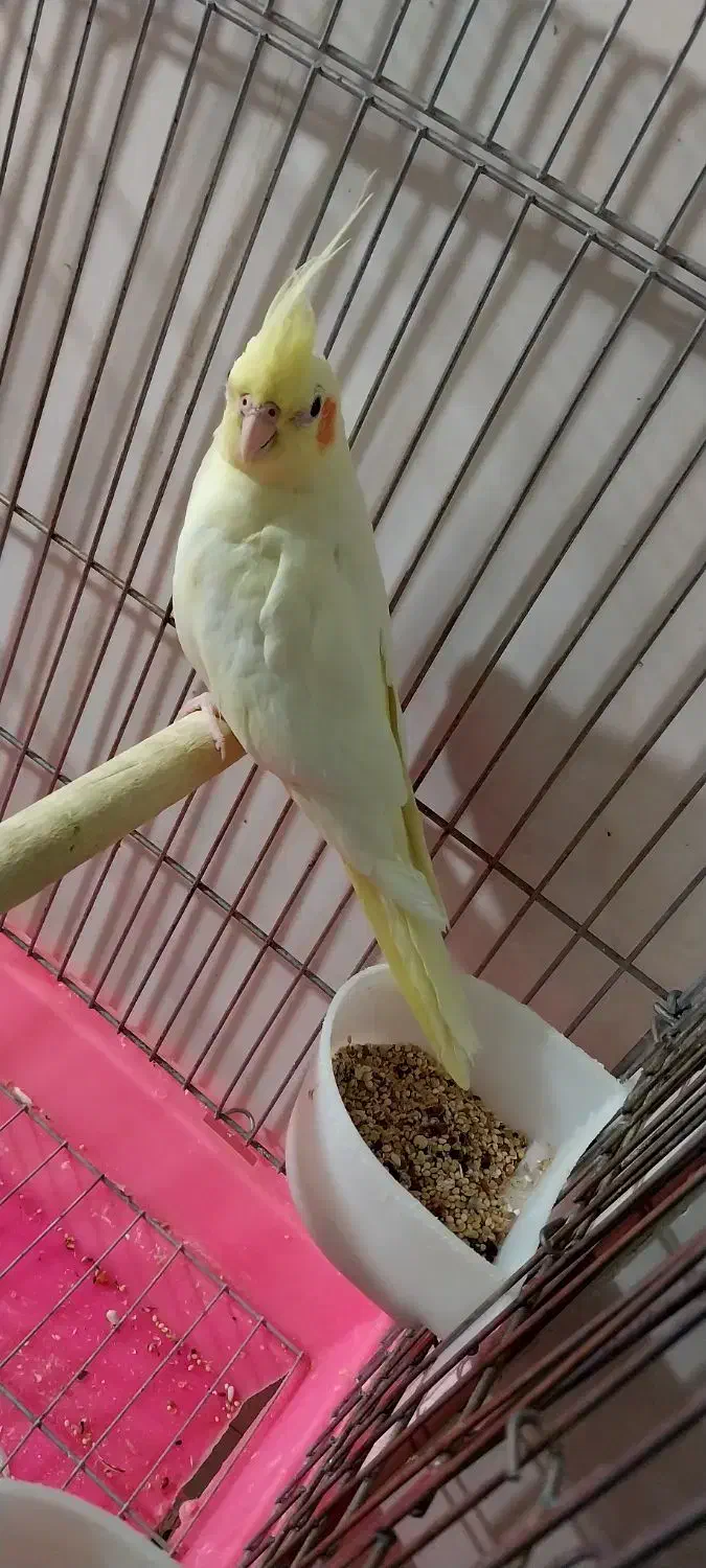 عروس هلندی ماده|پرنده|سنقر, |دیوار