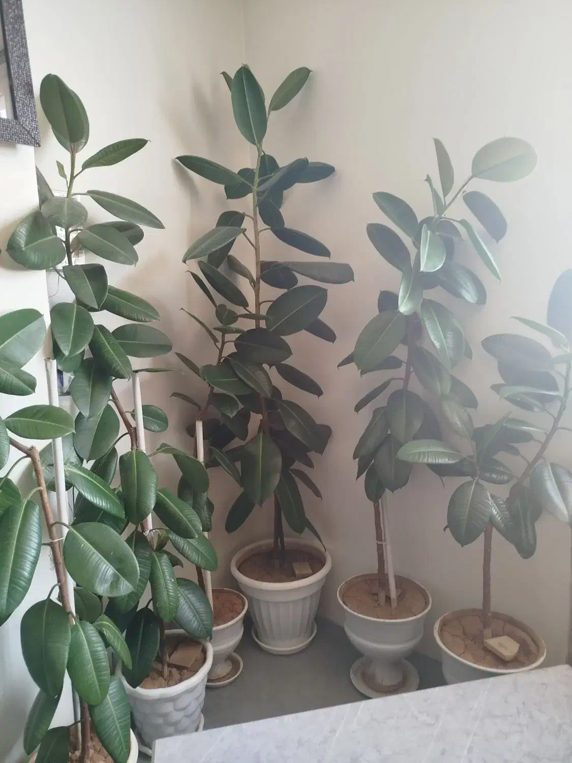 فروش گیاهان اپارتمانی|گل و گیاه طبیعی|شهرکرد, |دیوار