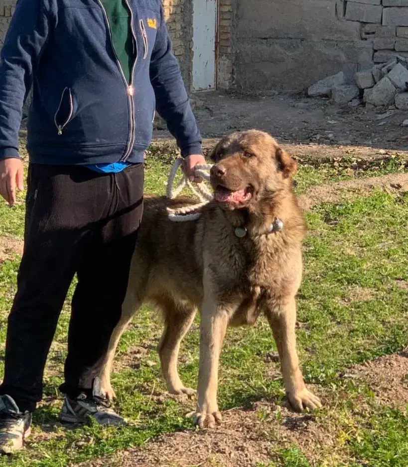 سگ سرابی|سگ|شهر ری, سرتخت|دیوار