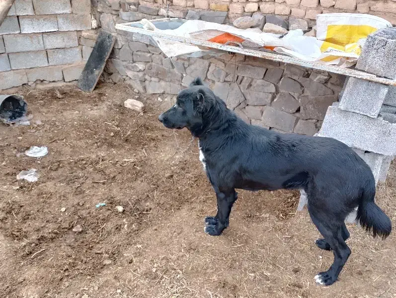 سگ گله|سگ|تربت‌حیدریه, پائین ولایت|دیوار