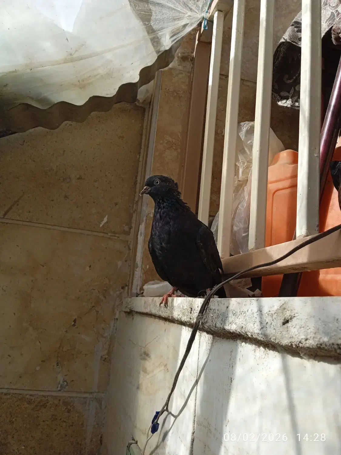 یک جفت زاغ|حراج|بروجرد, |دیوار