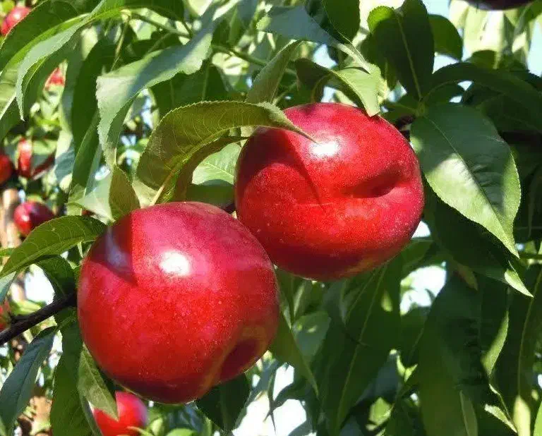 تولید نهال شلیل ردگلد|خدمات باغبانی و درختکاری|جونقان, |دیوار