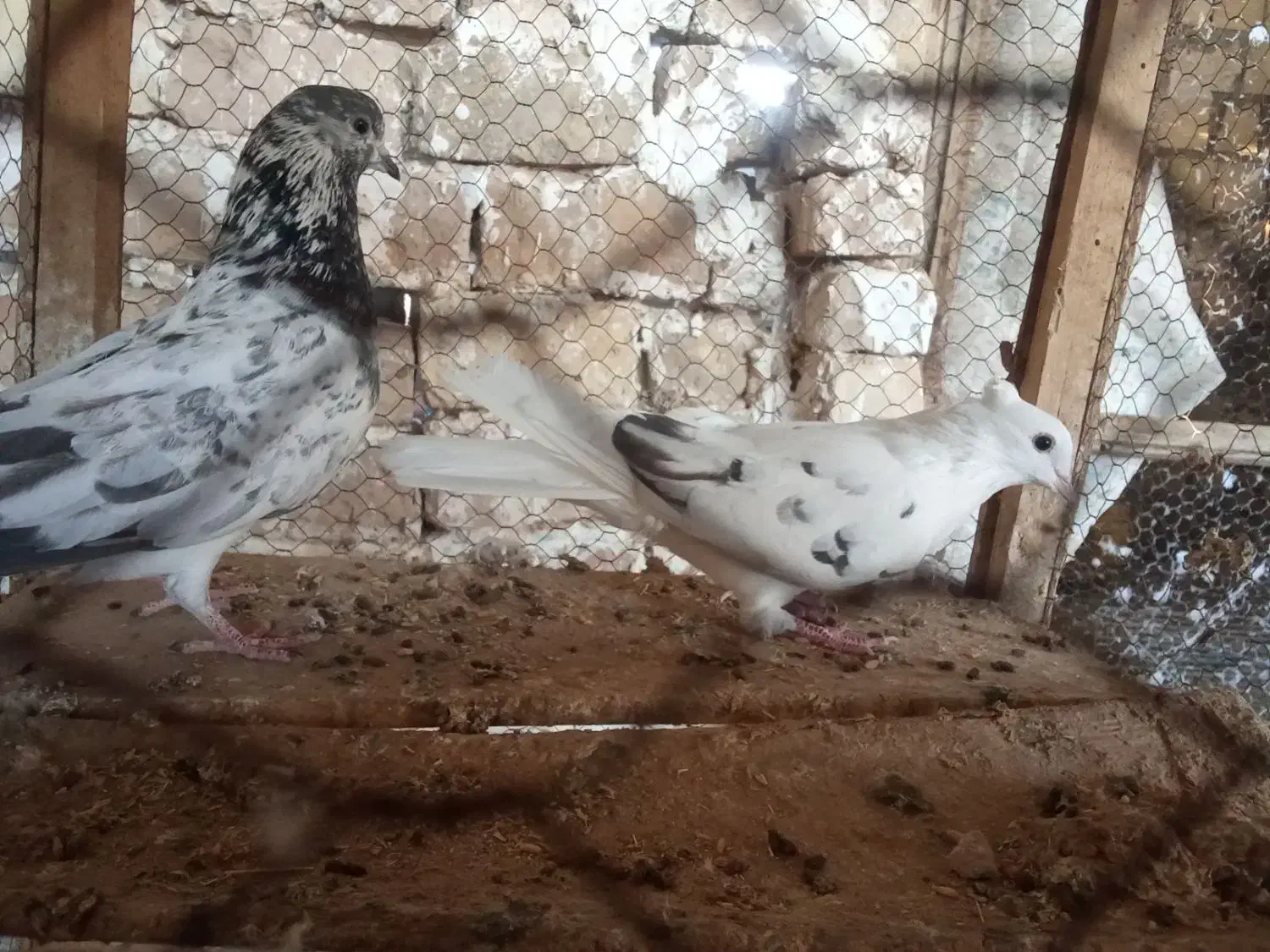 کبوتر پرشی|پرنده|کاشان, طاهرآباد|دیوار