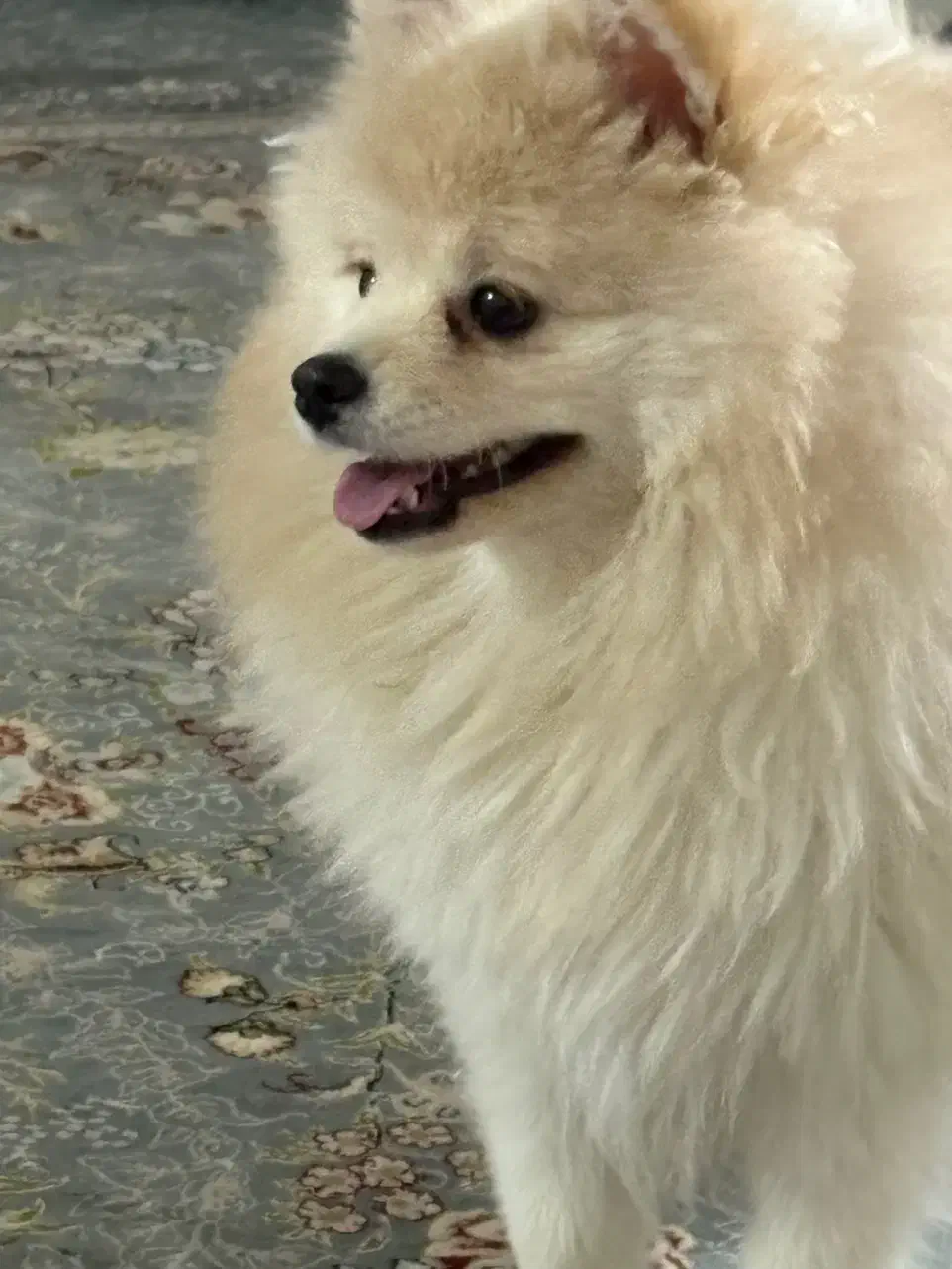 توله سگ|سگ|خرم‌آباد, |دیوار