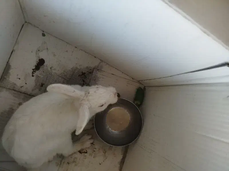 خرگوش خونگی|موش و خرگوش|دزفول, |دیوار