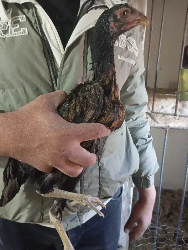 طاقچه مرغ لاری ایژی|حیوانات مزرعه|تربت جام, امام|دیوار