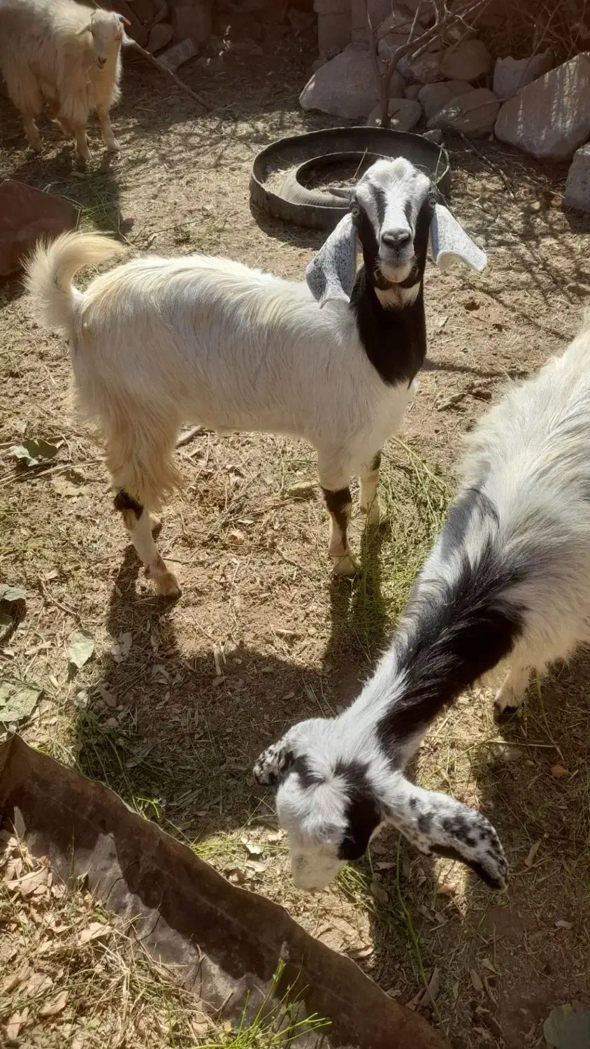 بز معاوضه با موتور|حیوانات مزرعه|رودان, |دیوار