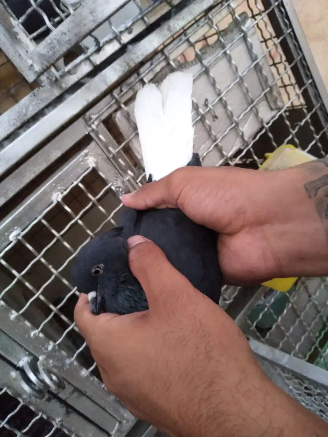 کبوتر اشعل|پرنده|اهواز, کوی مهدیس|دیوار