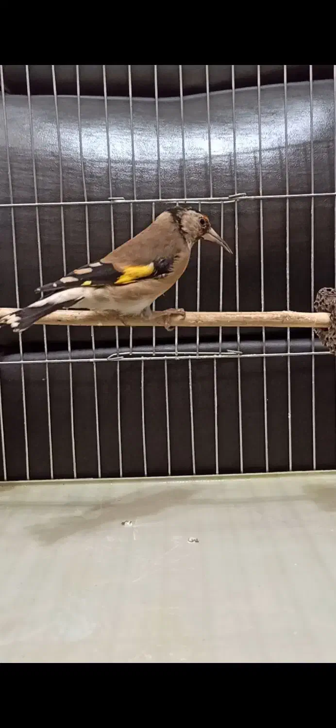 سهره دو رگ قواره بزرگ|پرنده|هشتگرد, شهرک افشاریه|دیوار