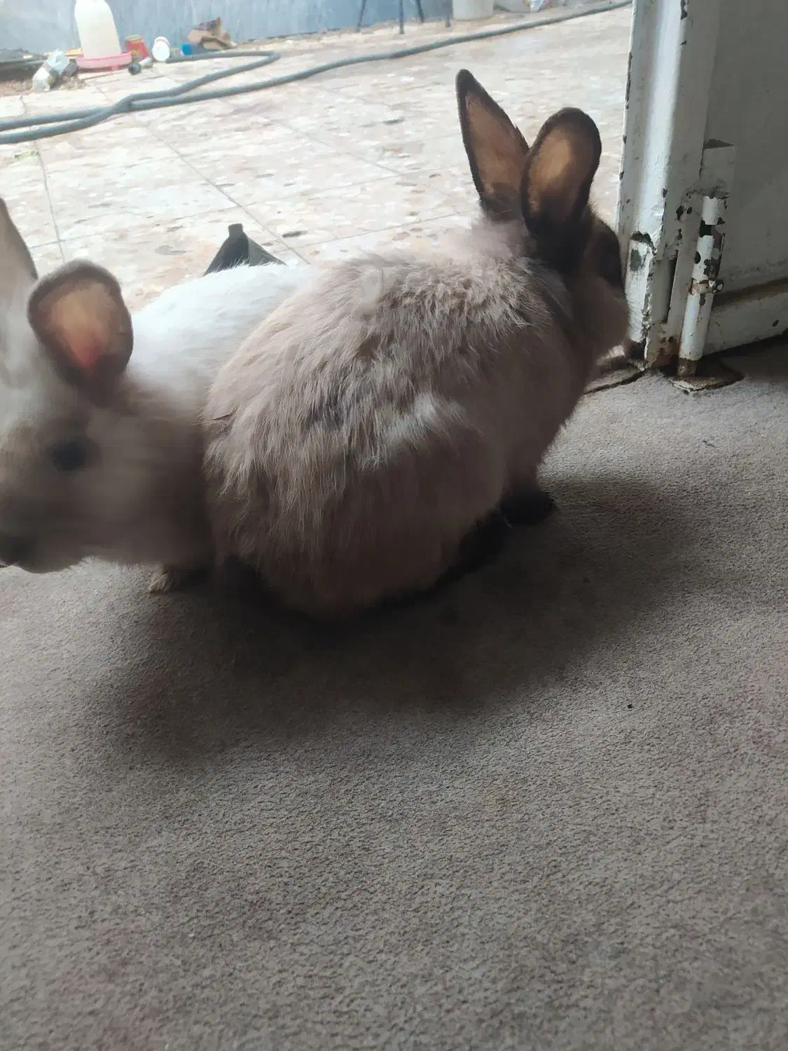 خرگوش|موش و خرگوش|مسجد سلیمان, |دیوار