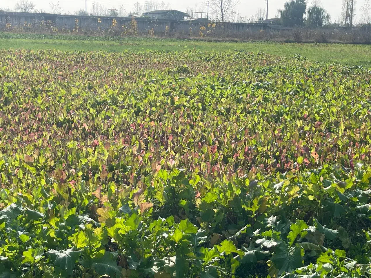 فروش چغندر|خوردنی و آشامیدنی|سرخرود, |دیوار