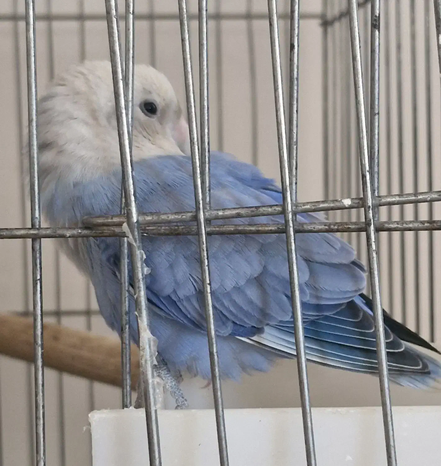 طوطی برزیلی مولد مارال|پرنده|اسلام‌شهر, شهرک انبیا|دیوار