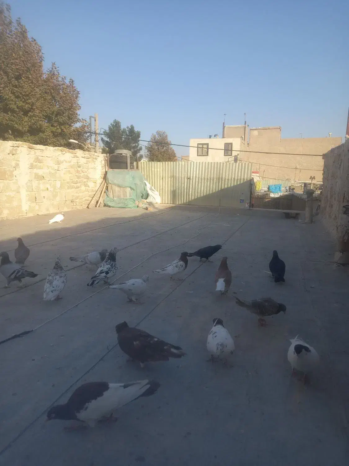 با سلام دورد به عشق با،ان|پرنده|محمدیه-قزوین, |دیوار