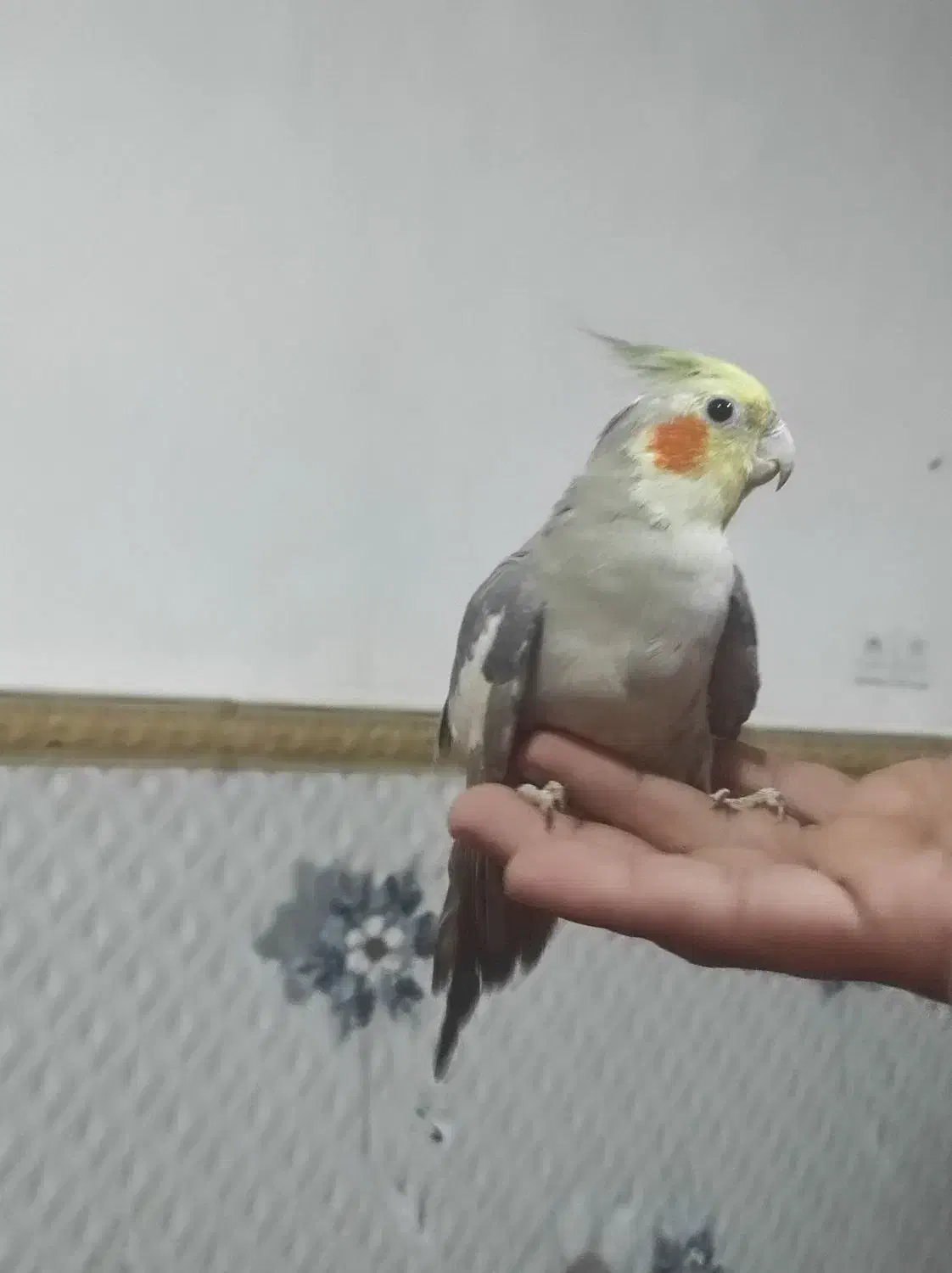 عروس هلندی  نر|پرنده|خان ببین, |دیوار