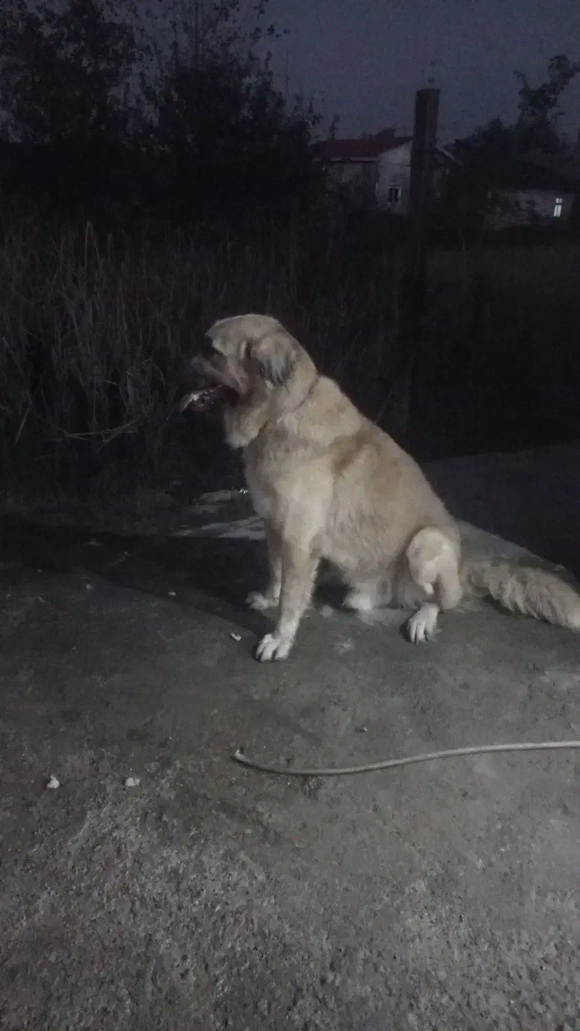 سگ سراب|سگ|رشت, لاکان|دیوار