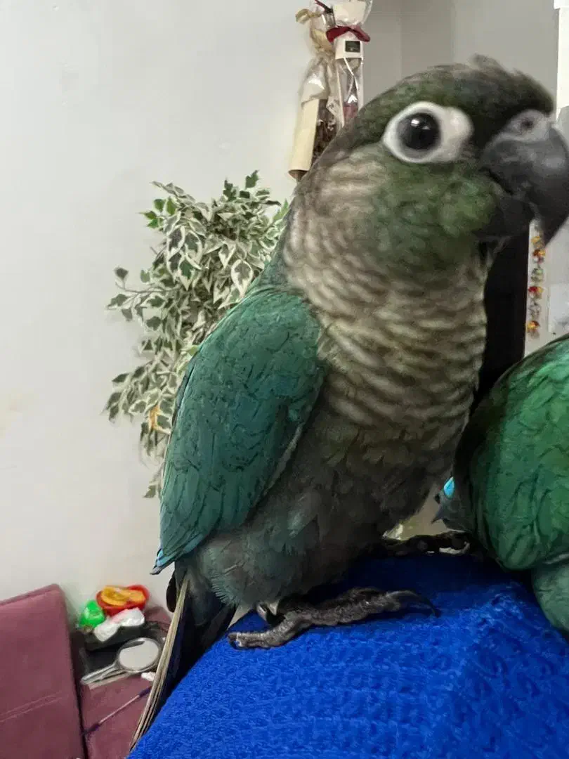 پرنده طوطی گرینویچک تراکوسیس|پرنده|قشم, |دیوار