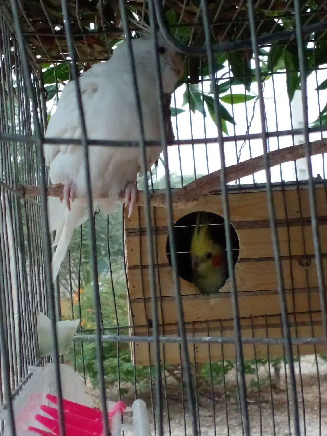 عروس هلندی|پرنده|بهبهان, |دیوار