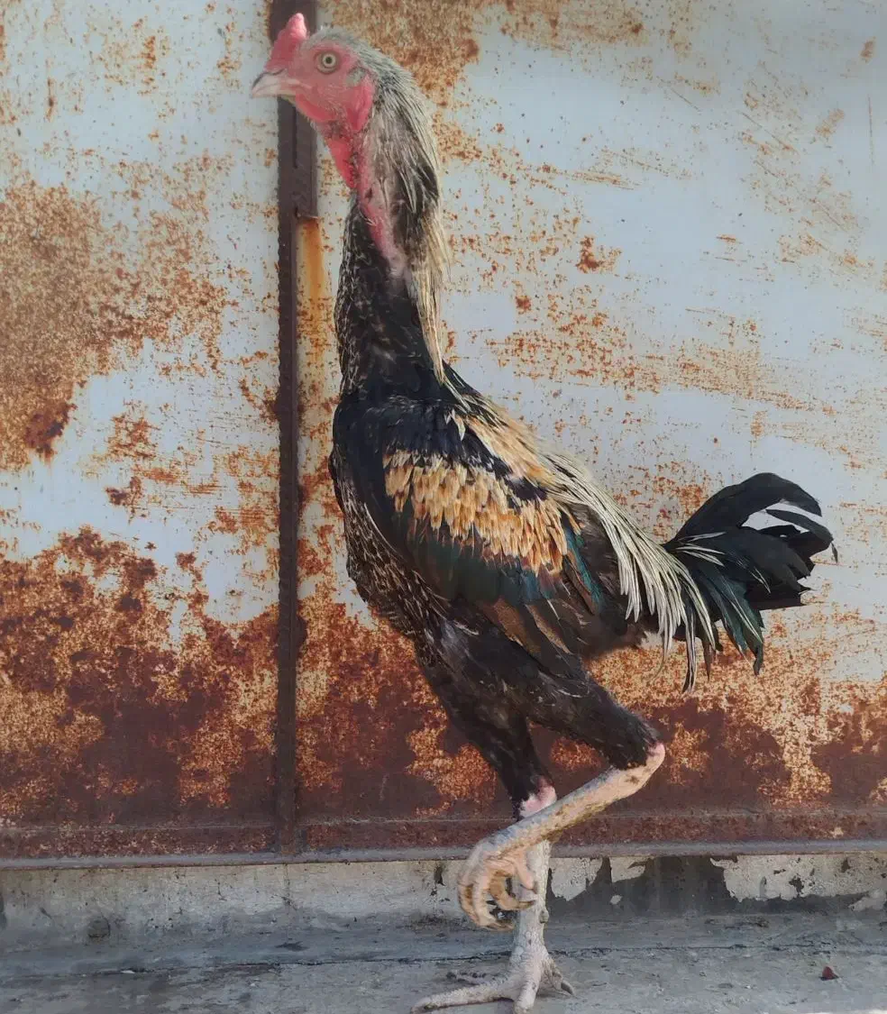 مرغ و خروس لاری|حیوانات مزرعه|تهران, علم و صنعت|دیوار