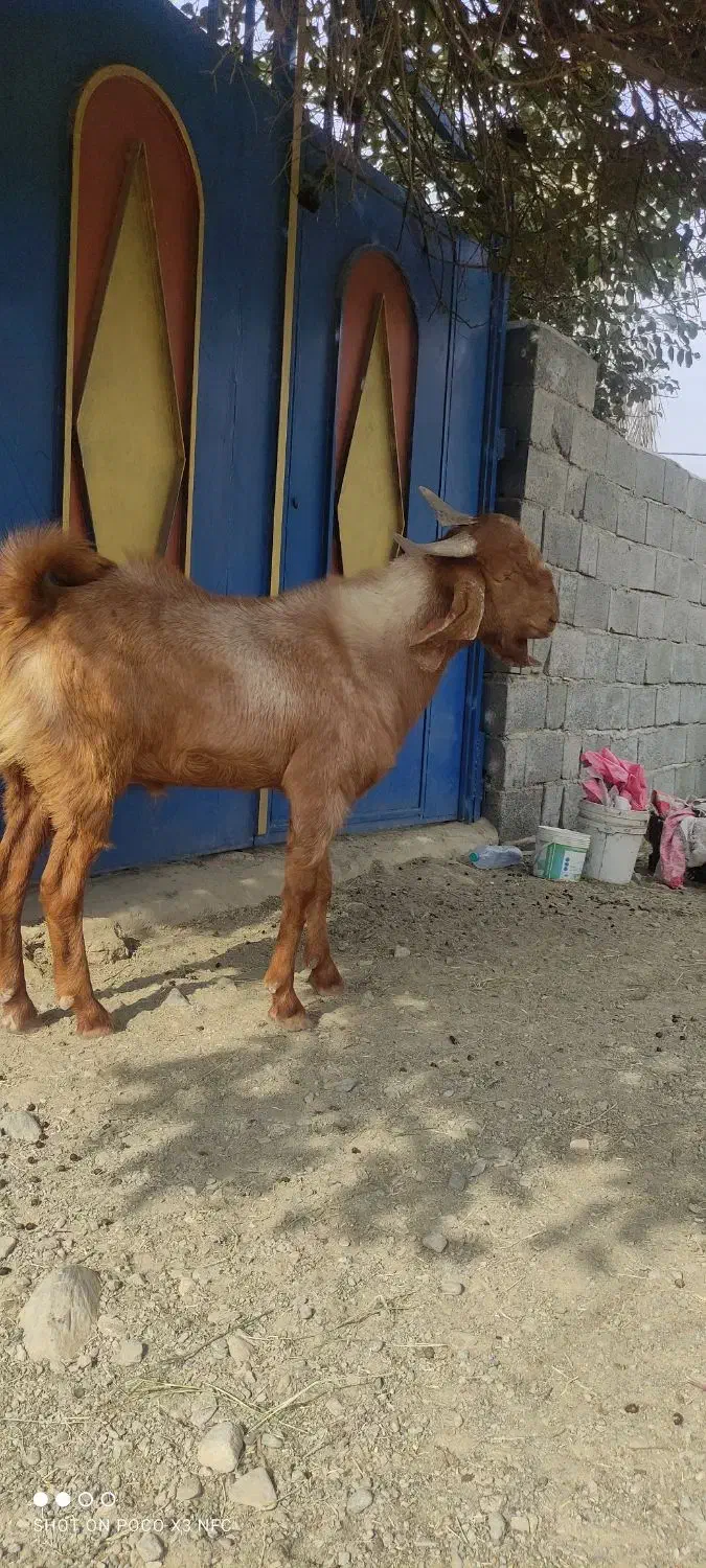 چپشت نری11 ماهه|حیوانات مزرعه|کهنوج, |دیوار