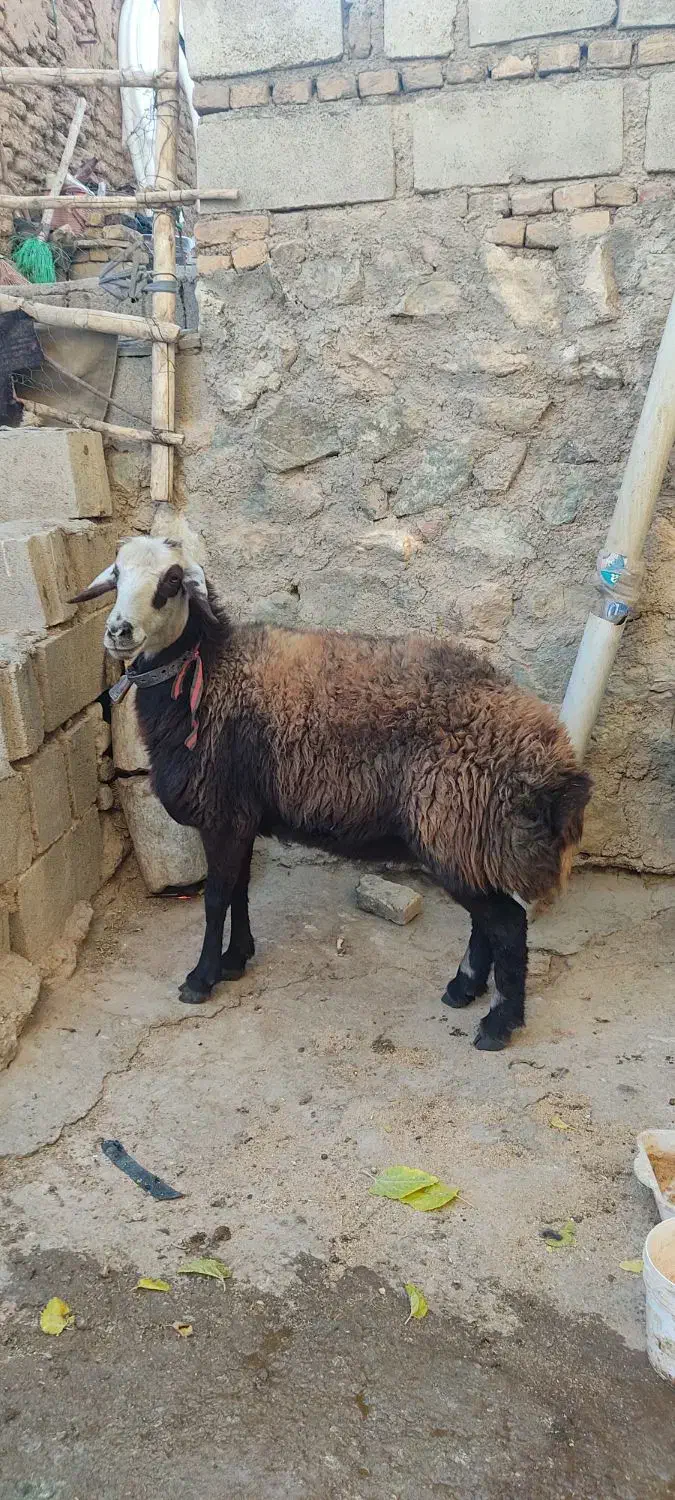 میش گوسفند|حیوانات مزرعه|بن, |دیوار