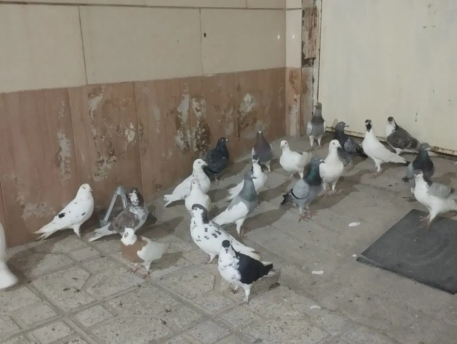 کفتر بوم|پرنده|نیشابور, شهید بهشتی|دیوار