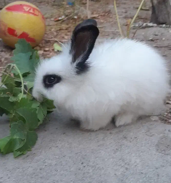 خرگوش نروماده|موش و خرگوش|آذرشهر, |دیوار