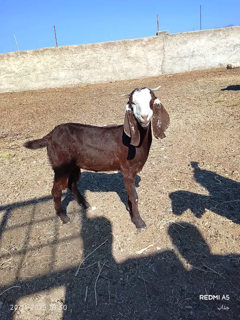 بز فروشی|حیوانات مزرعه|زاهدان, |دیوار