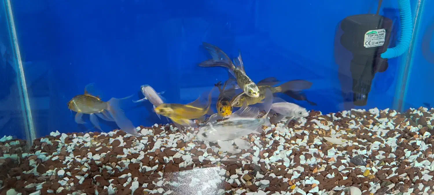 آکواریوم شیشه خم و ماهی کوی|ماهی|قم, بنیاد|دیوار