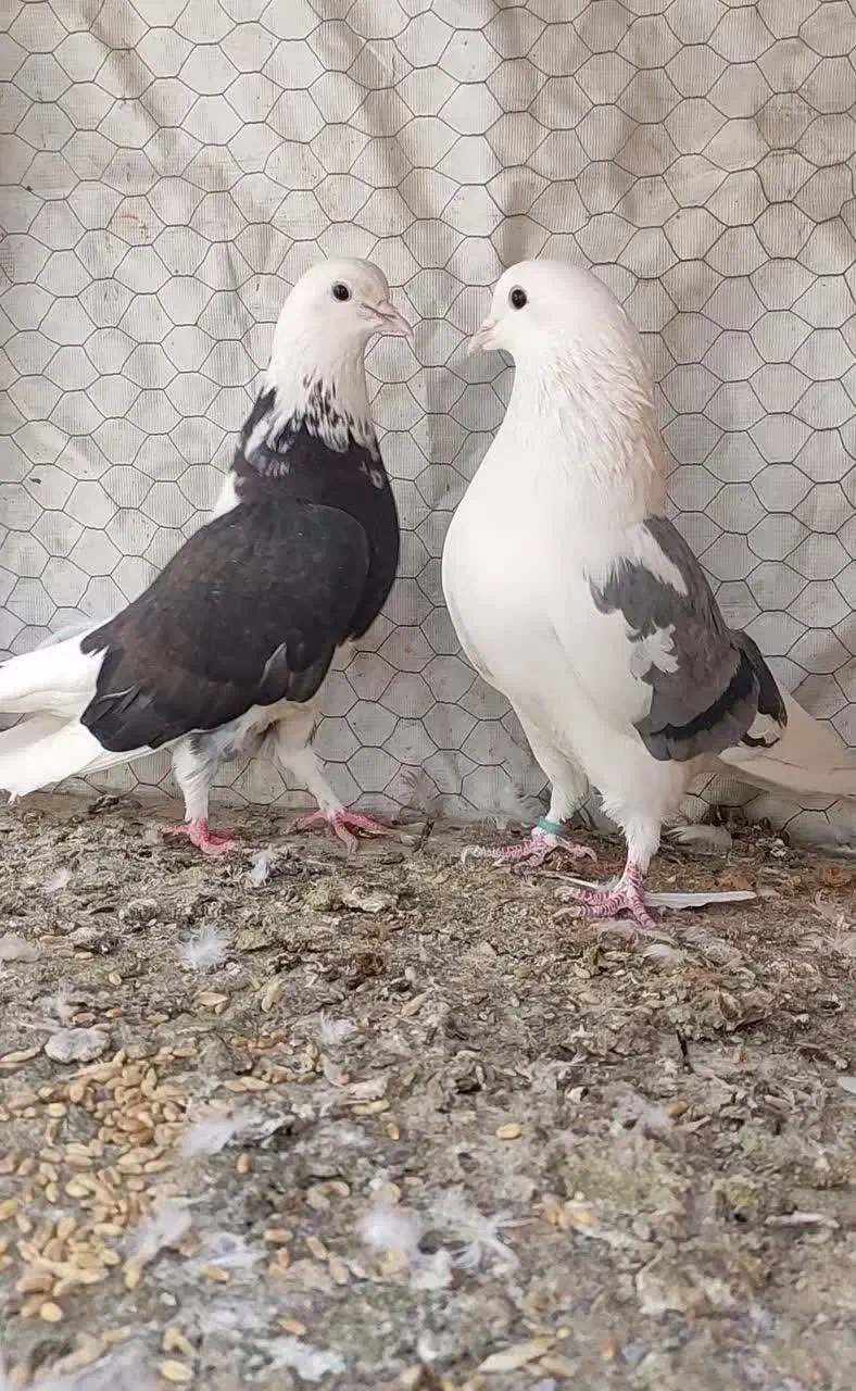 کبوتر پرشی|پرنده|فولادشهر, سایت صنعتی کاوه|دیوار