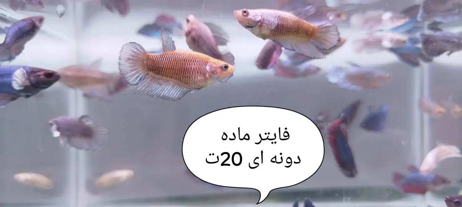 فایتر نر دونه ای 50ت فایتر ماده دونه ای 20|ماهی|مشهد, بهاران|دیوار