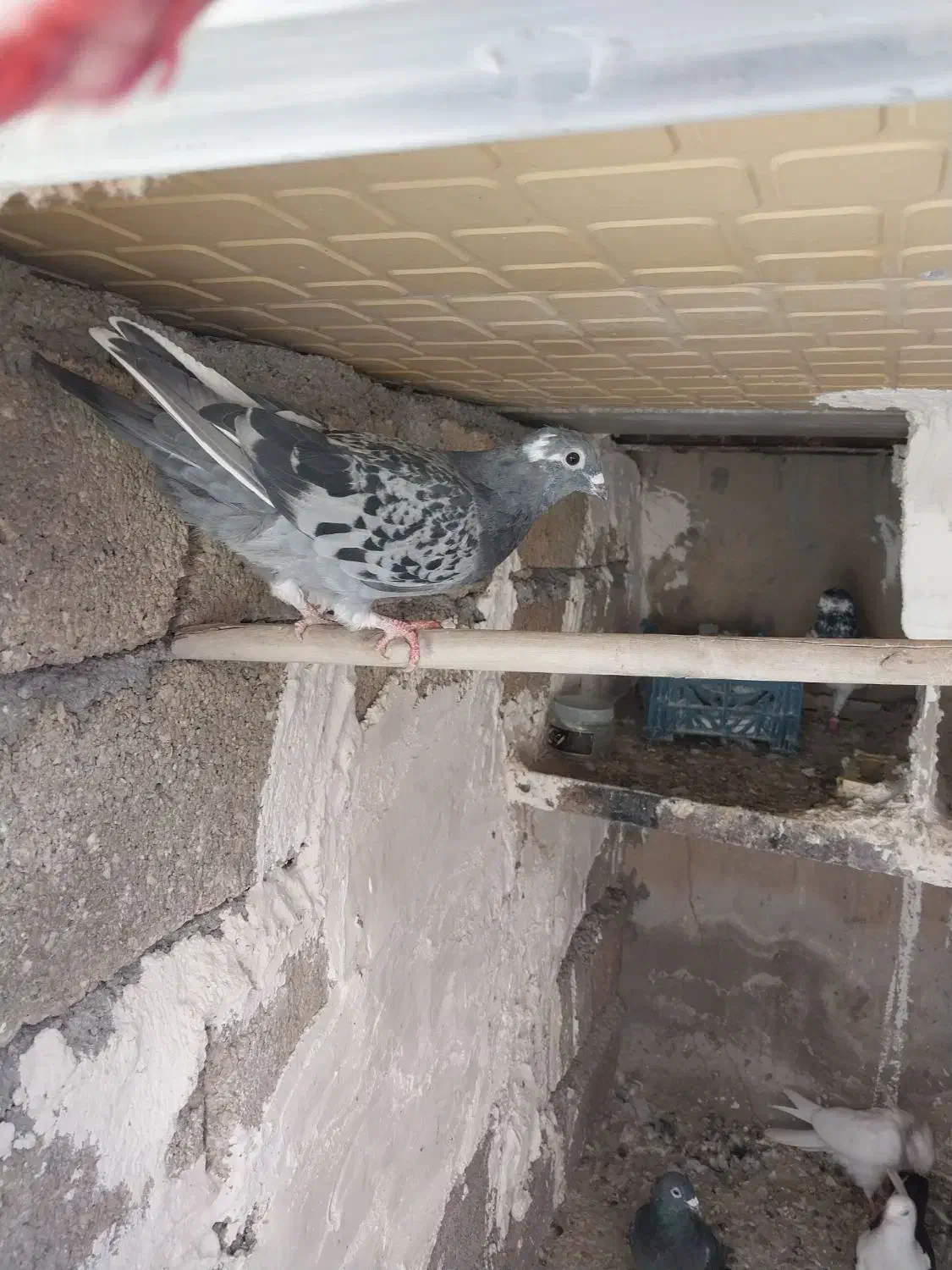 کبوتر|پرنده|ایوان, |دیوار