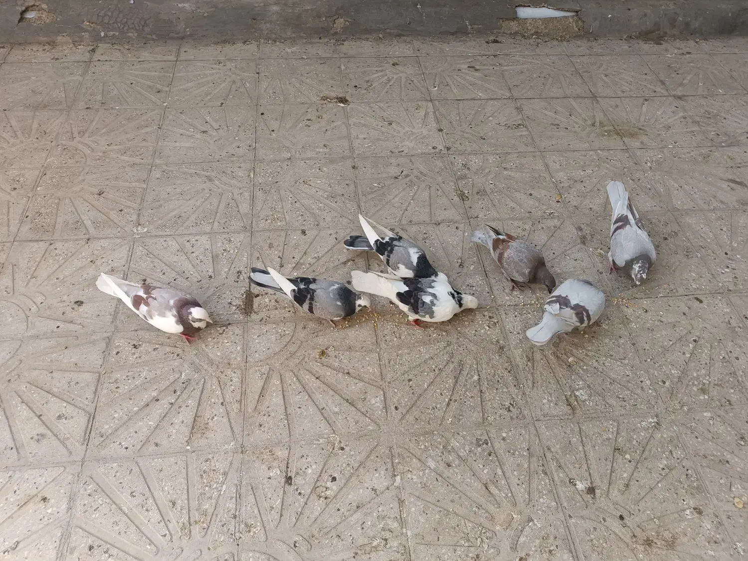 ۷ تا کفتر|پرنده|خاوران, |دیوار