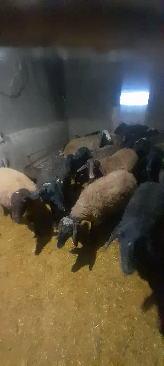 میش بره دار و آبستن جوان|حیوانات مزرعه|تهران, میدان میوه و تره‌بار مرکزی|دیوار