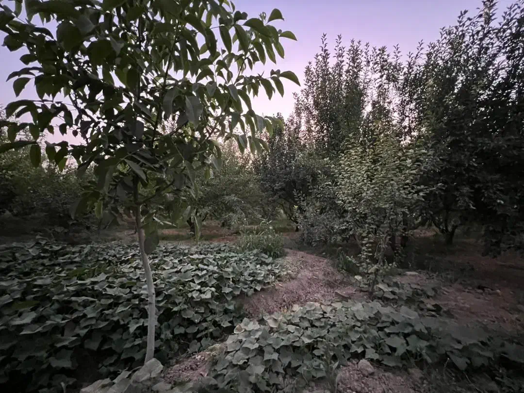 زمین باغ قدیمی ۳۶۰۰متر|فروش زمین و ملک کلنگی|هشتگرد, هشتگرد قدیم|دیوار