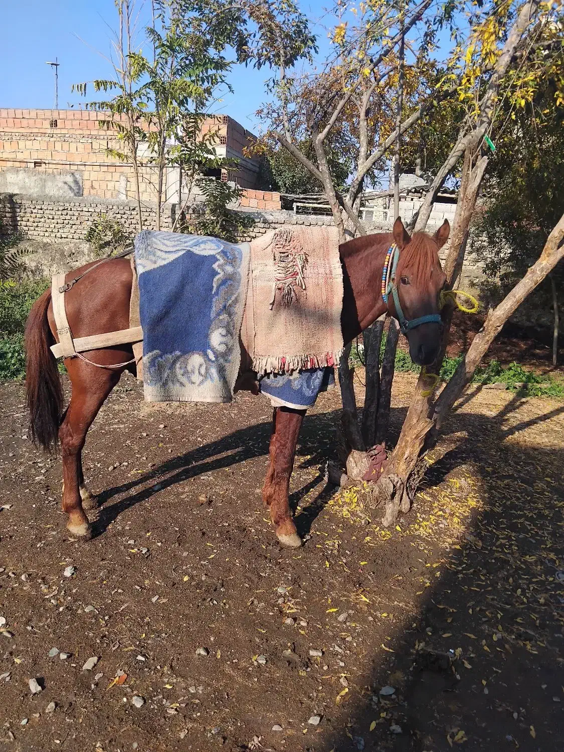 ۳ عدد نریان   یورقه وقدم|اسب و تجهیزات اسب‌سواری|گرگان, |دیوار