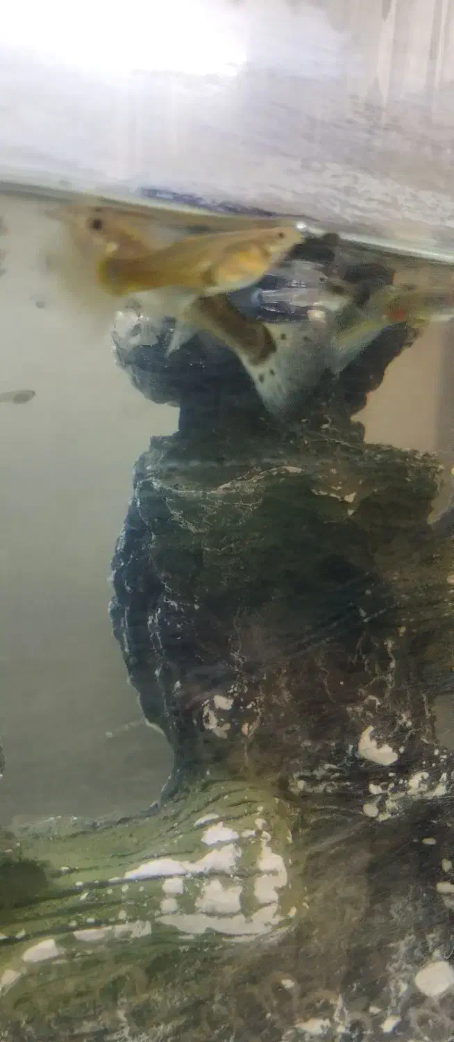 اکواریوم|ماهی|تبریز, |دیوار