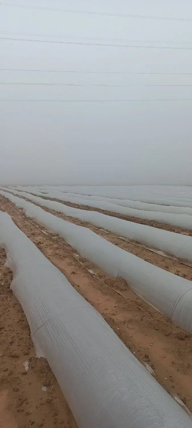 فروش سند پژو|خودرو سواری و وانت|شوش, |دیوار