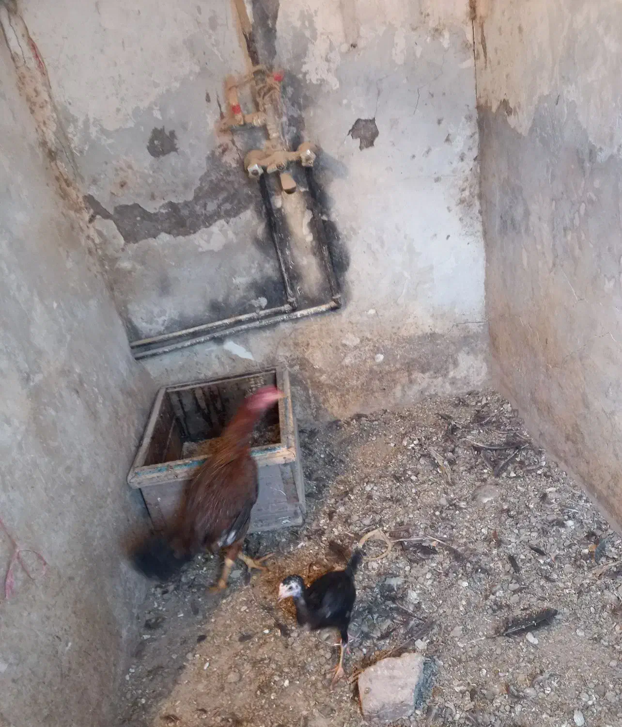 مرغ لاری|حیوانات مزرعه|ایواوغلی, |دیوار