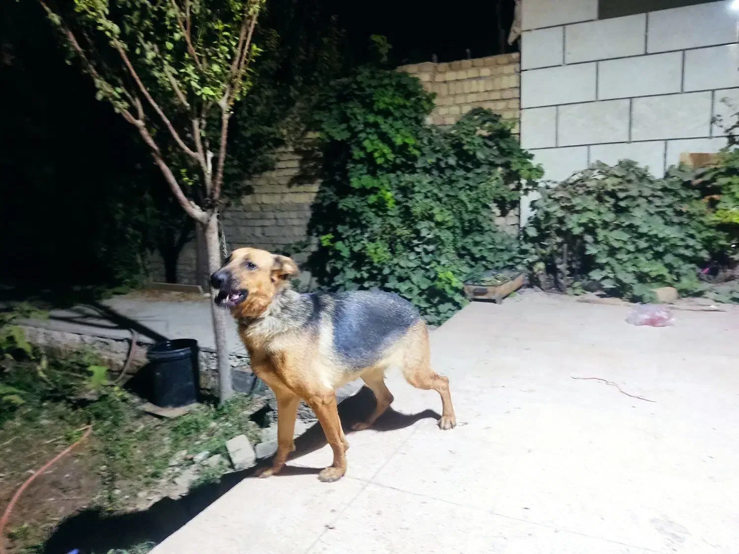 ژرمن ماده اصل|سگ|ورامین, خیر آباد|دیوار