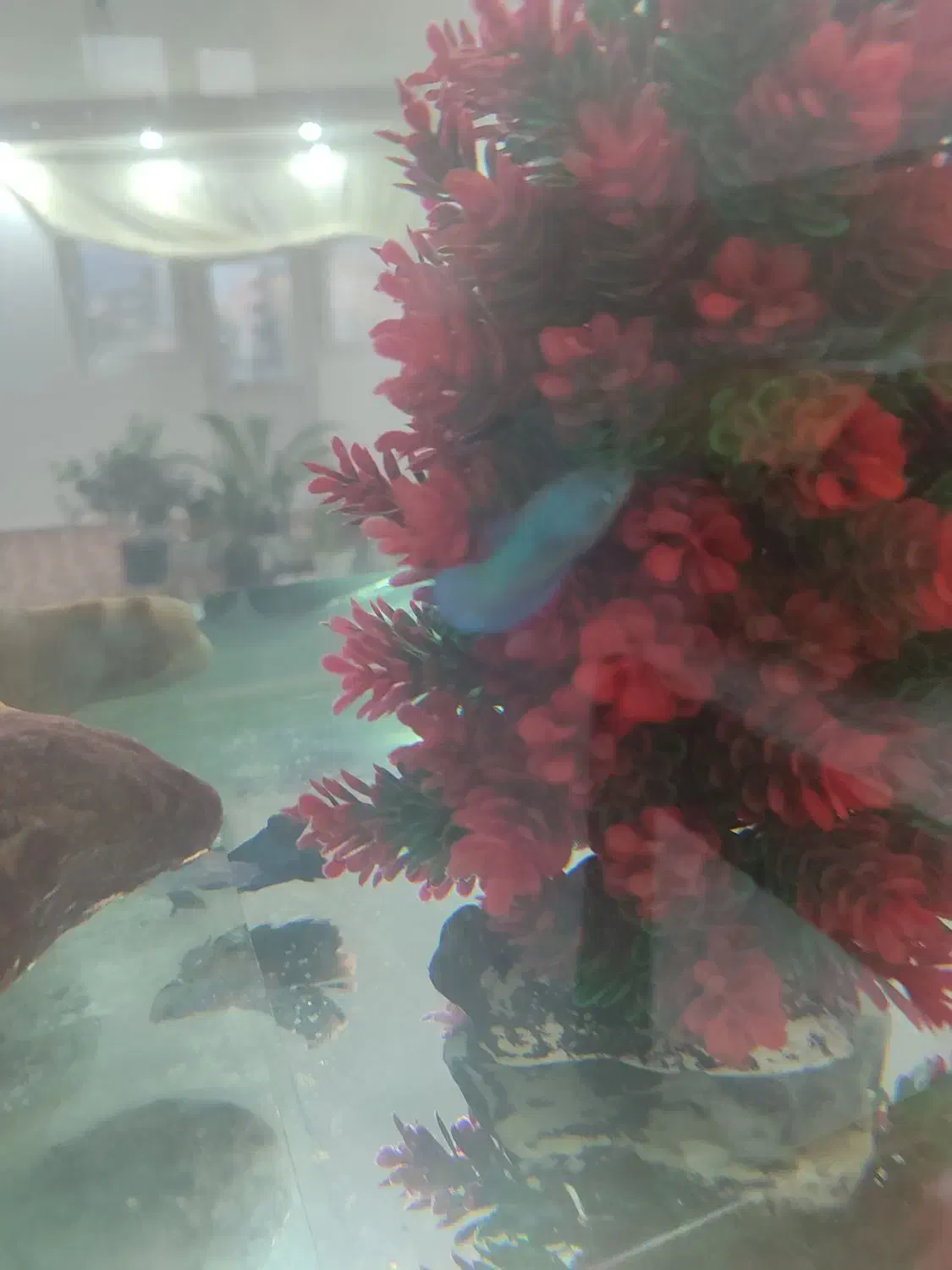 ماهی|ماهی|مشگین شهر, |دیوار